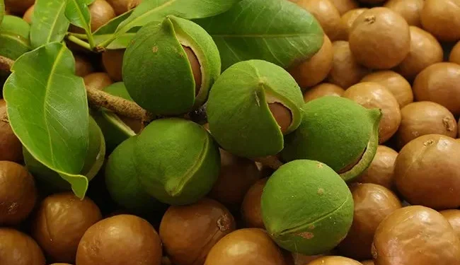 Macadamia