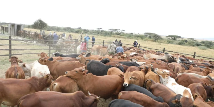 This is a cattle enterprise project in Pardamat Conservation Area in the Maasai Mara.