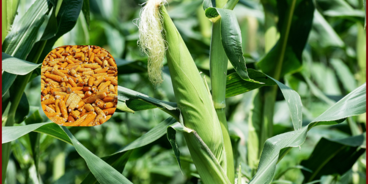 Maize is among the most cultivated food crops in Kenya