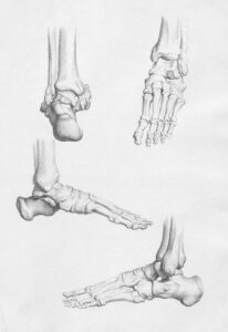 Osteopur supplement for bone and joint health