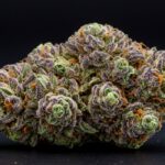 Ice Cream Cake strain buds with frosty trichomes
